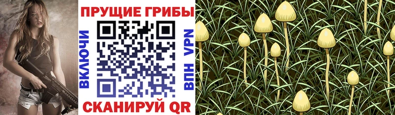 закладки Пионерский Псилоцибиновые грибы прущие грибы